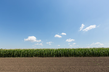 A green field of corn growing up