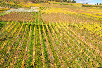 Herbstlich gefärbte Weinberge bei Rüdesheim