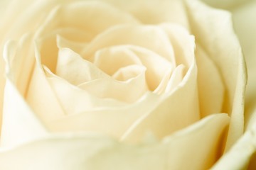 Close up of a white/cream rose