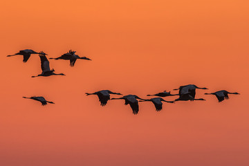 Kraniche im flug