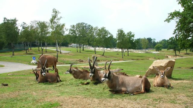 SAFARI PARK POMBIA, ITALY - JULY 7, 2018: Travel in car in SAFARI zoo. brown mountain goats, antelopes, different types of goats are On green grass. artiodactyls. herbivores.