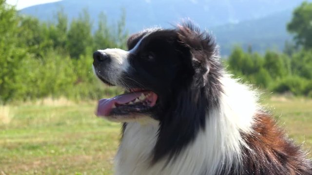 A Border Collie barks at something off the camera in a meadow in a forest - closeup