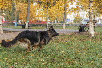 German shepard dog
