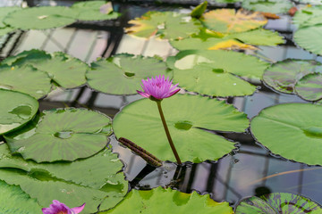 スイレンの花