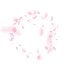 Sakura petals falling down. Romantic pink flowers frame. Flying petals on white square background. L