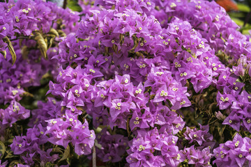 Pink bougainvillea flowers bloom on the fence