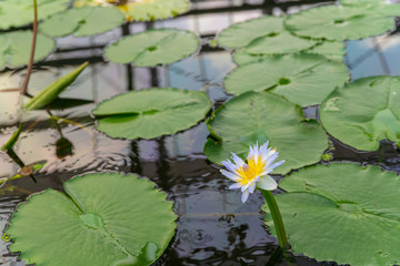 スイレンの花
