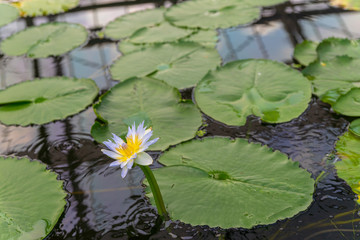 スイレンの花