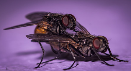 Macro World © Krzysztof