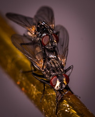 Macro World
