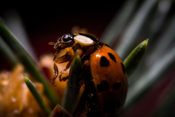 Macro World © Krzysztof