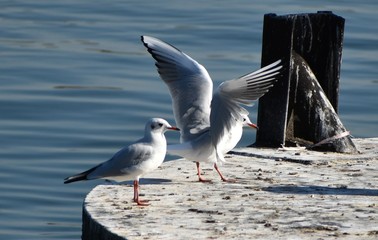 seagull 