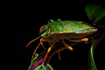 Macro World