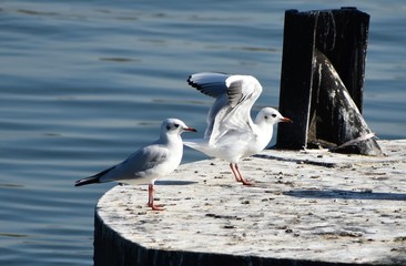 seagull on the beach