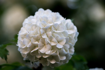 Hydrangea. White flower of Hydrangea in spring.