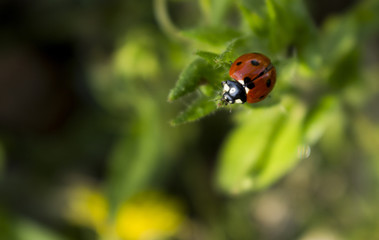 Ladybird on the grass, about to take flight