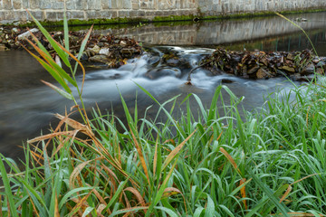 Reflection of coastal trees in the water surface of the pond.
