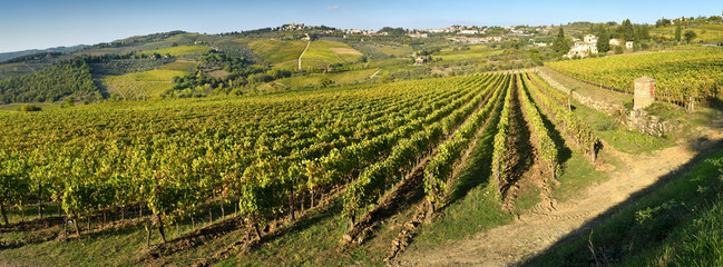 Rows of Vineyards during autumn season in Tuscany countryside. Located near Greve in Chianti (Florence). Italy.