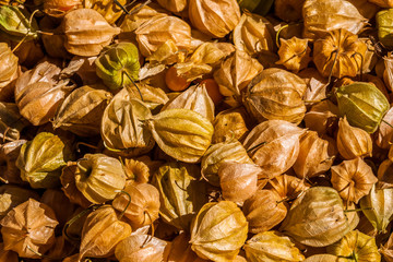 Cape Gooseberry (Physalis peruviana), a yellow berry with a casing.