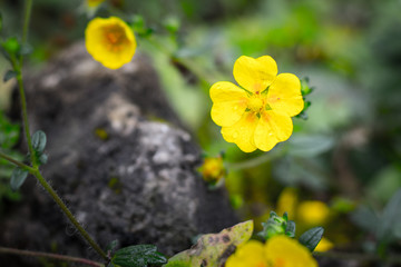 yellow flowers in the garden