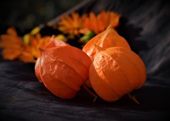 pumpkins on black background