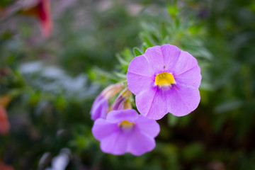 purple flowers in the garden