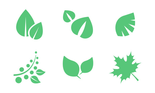 Green leaves set, parts of plants end trees of various shapes vector Illustration on a white background