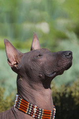 The head of Xoloitzcuintle dog (Mexican Hairless dog) in hand-made collar in Indian style. Outdoors, green blurred background, close-up. Standard size of breed. Portrait of a beautiful dog.