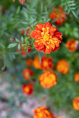 red flowers in the garden
