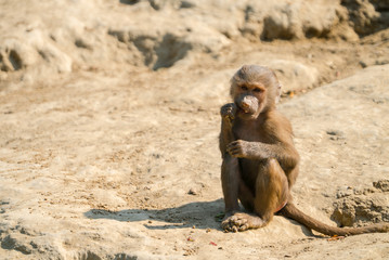 monkey sitting and eating
