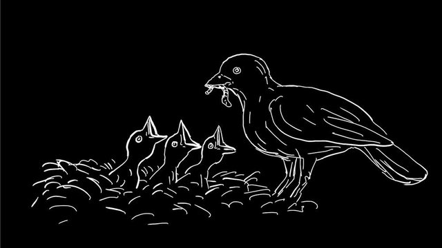 2d Animation motion graphics showing a drawing of a bird feeding worm to newly hatched chicks or fledgling in nest on white and green screen with alpha matte in HD high definition.