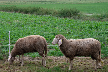 Tierhaltung in Bayern