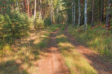 Leśna droga. © boguslavus