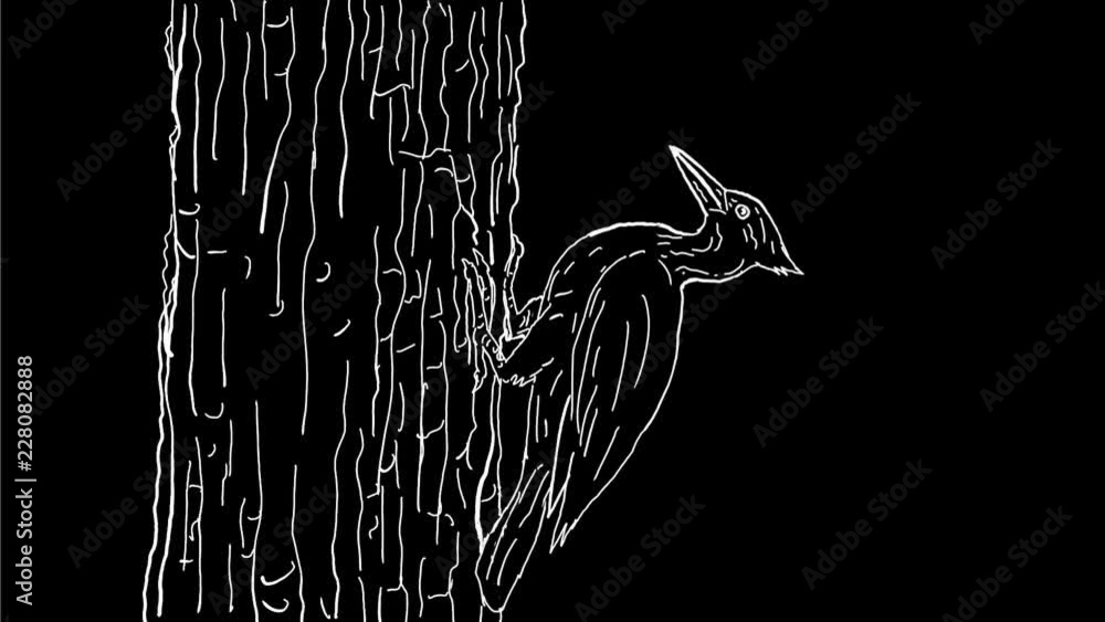 Poster 2d animation motion graphics showing a drawing of a woodpecker pecking on tree trunk viewed from sid