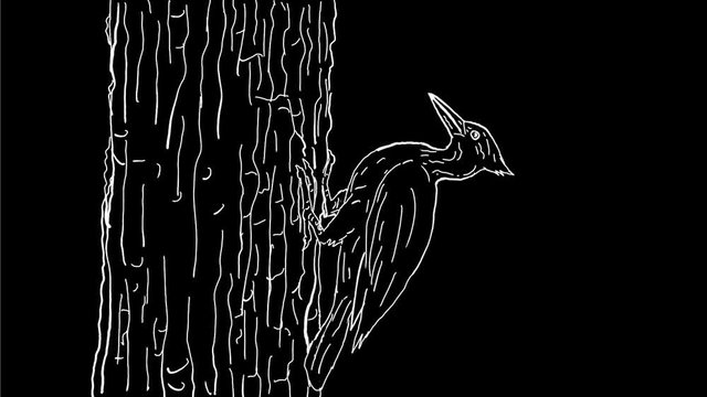 2d Animation motion graphics showing a drawing of a woodpecker pecking on tree trunk viewed from side on white and green screen with alpha matte in HD high definition.