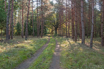 Leśna droga. © boguslavus