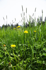 meadow with  lion's tooth viewed in frog's eye perspective