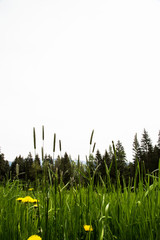 frog's eye perspective in dandelion meadow