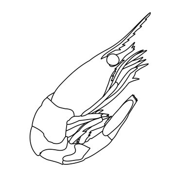 recommend clip art: sketch, outline shrimp