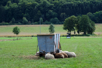 Tierhaltung in Bayern