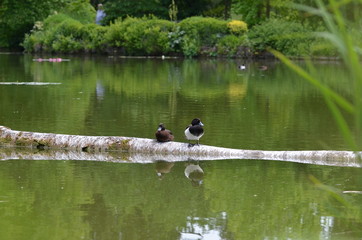 Ducks sitting on a tree trunk in a green water pond