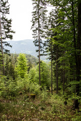 looking out from south tyrolian woods