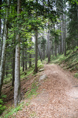 Fototapeta na wymiar pathway in the south tyrolian woods near Meran