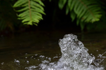 Clear bubbling water fountain with green fern plants, closeup