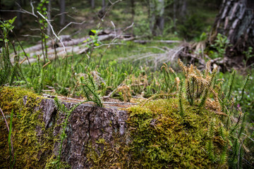 tiny ferns and moss growing on old tree trunk