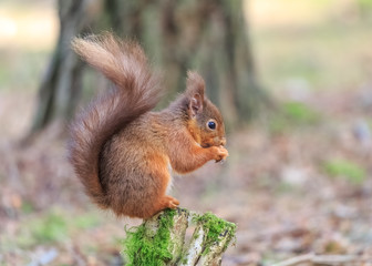 Naklejka na ściany i meble Red squirrel perched in woodland