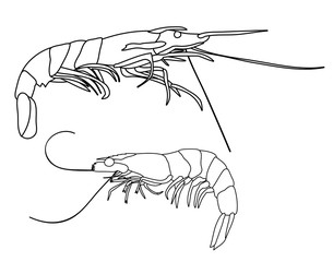 sketch, outline shrimp