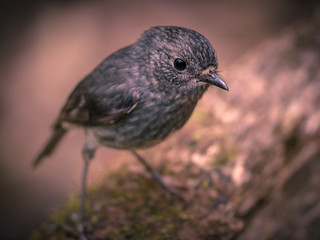 Cute New Zealand robin looking in camera