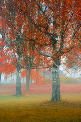 Fototapeta premium silver birches