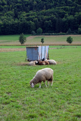 Obraz premium Tierhaltung in Bayern